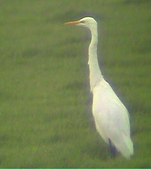 Grotezilverreiger151001